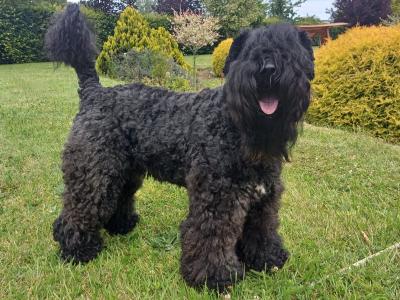 Friendly IKC Registered Kerry Blue for stud