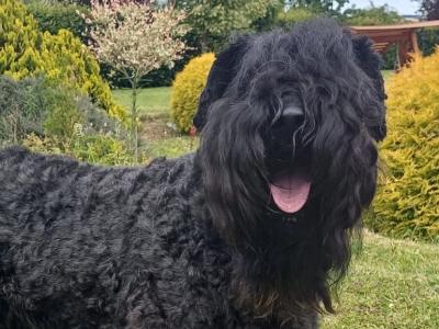 Friendly IKC Registered Kerry Blue Terrier for stud in Laois