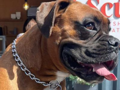 Beautiful Boxer Dog for stud with Outstanding Blood Line, in Wexford