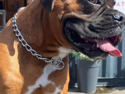 Beautiful Boxer dog for stud with outstanding blood line