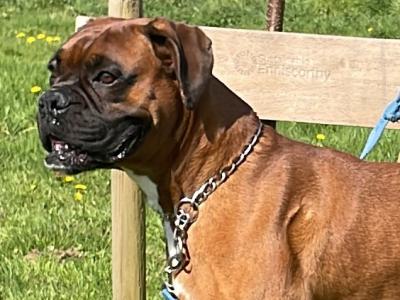 Beautiful Boxer Dog for stud with Outstanding Blood Line, in Wexford