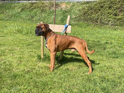 Beautiful Boxer dog for stud with outstanding blood line