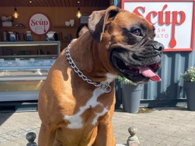Beautiful Boxer dog for stud with outstanding blood line
