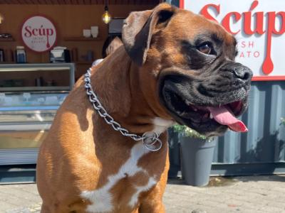 Beautiful Boxer Dog for stud with Outstanding Blood Line, in Wexford