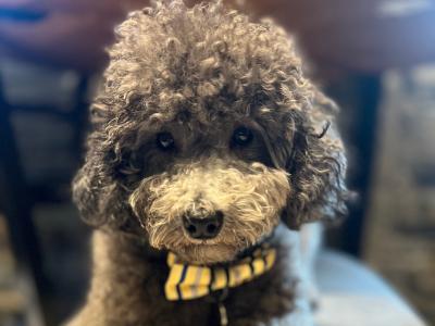 IKC Registered  health tested Silver Miniture Poodle