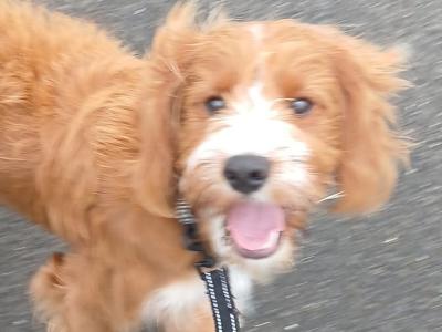 Male Cavapoo Dog €300 for stud in Westmeath