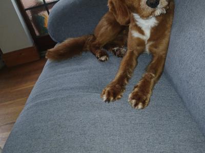 17 Month old Male Cavapoo Dog Ready for stud in Westmeath Cost €300