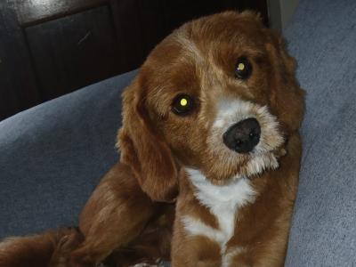 17 Month old Male Cavapoo Dog Ready for stud in Westmeath Cost €300