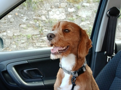17 Month old Male Cavapoo Dog Ready for stud in Westmeath Cost €300