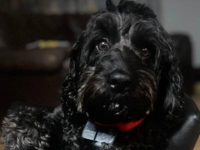 Black male Cockapoo for stud in Donegal