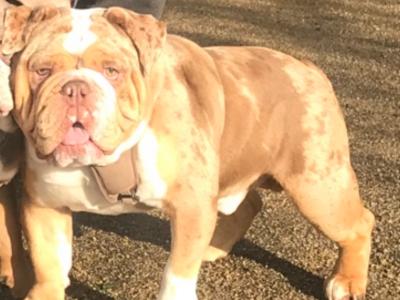 Stunning Bulldog Stud (€0, Pup back Arrangement)