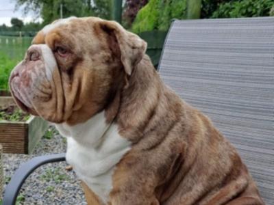 Stunning Bulldog Stud (€0, Pup back Arrangement)