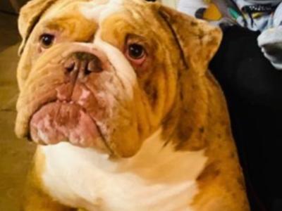 Stunning Bulldog Stud (€0, Pup back Arrangement)