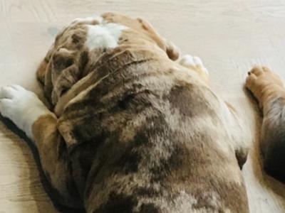 Stunning Bulldog Stud (€0, Pup back Arrangement)