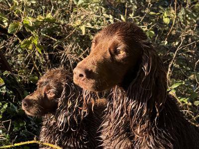 KC Registered Working Cocker for Stud