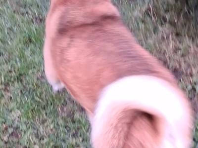 Akitas in Galway
