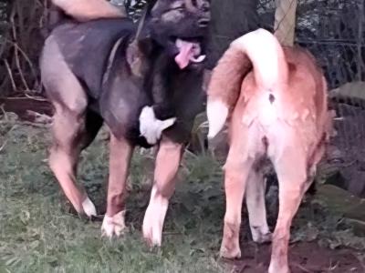 Akitas in Galway