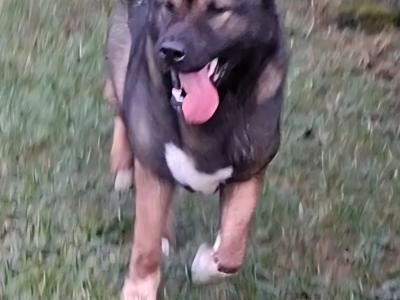 Akitas in Galway