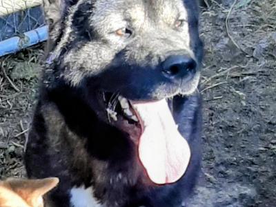 Akitas in Galway