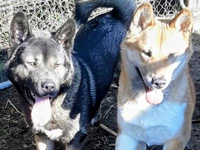 Akitas in Galway
