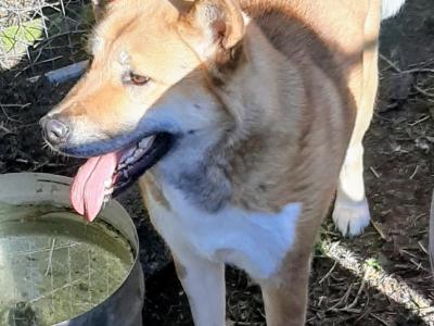 Akitas in Galway