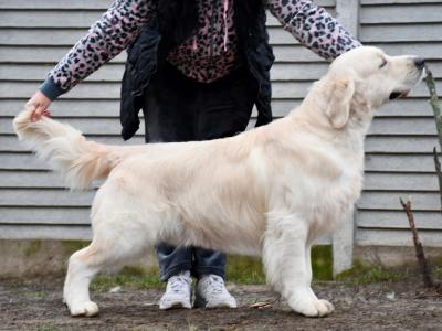 IKC Registered Golden Retriever Stud Dog in Galway