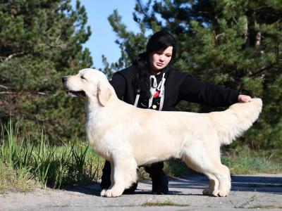IKC Registered Golden Retriever Stud Dog in Galway