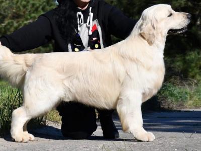 IKC Registered Golden Retriever Stud Dog in Galway