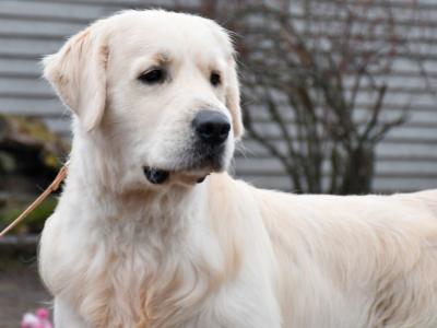 IKC Registered Golden Retriever Stud Dog in Galway