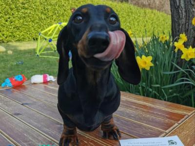 IKC Registered Champion Miniature Dachshund in Gorey