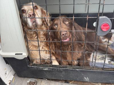 KC Registered Working Cocker for Stud