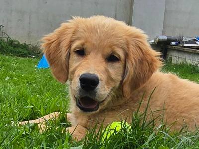Beautiful IKC Registered female Golden Retriever puppy 10 months old in Meath