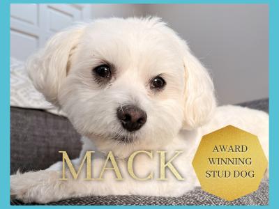 Mack the Maltese (STUD)