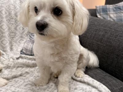 Mack the Maltese (STUD)