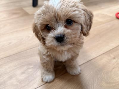 Mack the Maltese (STUD)