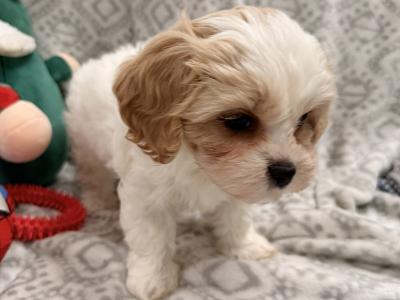 Mack the Maltese (STUD)