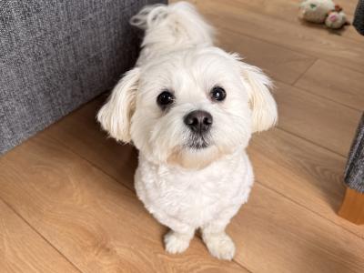 Mack the Maltese (STUD)