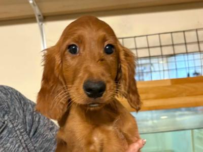 Irish Setter dogs for sale in Ireland - dogs.ie