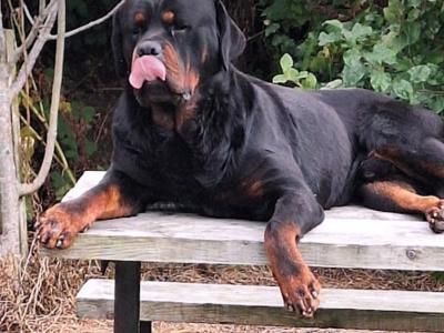 Fantastic Rottweiler for stud in Carlow