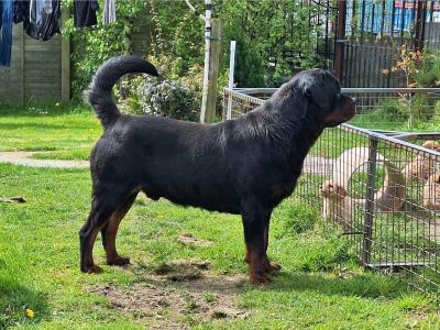 Fantastic Rottweiler for stud in Carlow