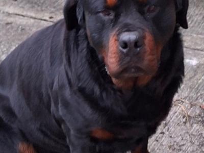 Fantastic Rottweiler for stud in Carlow