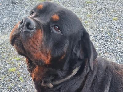 Fantastic Rottweiler for stud in Carlow