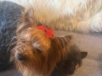 Master Biscuit - Yorkshire Terrier for stud in Down