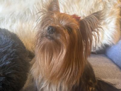 Master Biscuit - Yorkshire Terrier for stud in Down