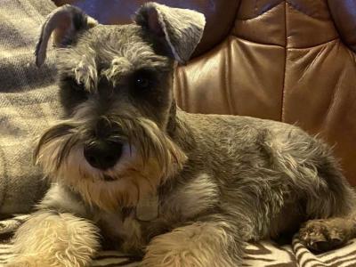 Miniature Schnauzer for stud in Galway