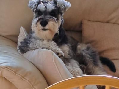 Miniature Schnauzer for stud in Galway