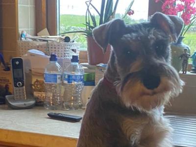 Miniature Schnauzer for stud in Galway