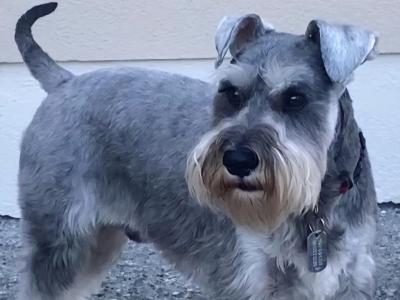 Miniature Schnauzer for stud in Galway