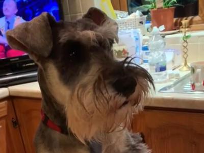 Miniature Schnauzer for stud in Galway