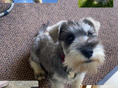 Miniature Schnauzer for stud in Galway